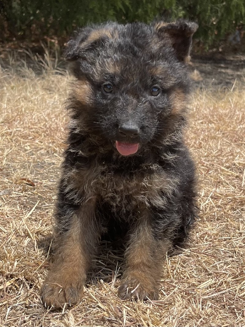 Waylon vom Nevadahaus | Nevada Haus German Shepherd Puppies