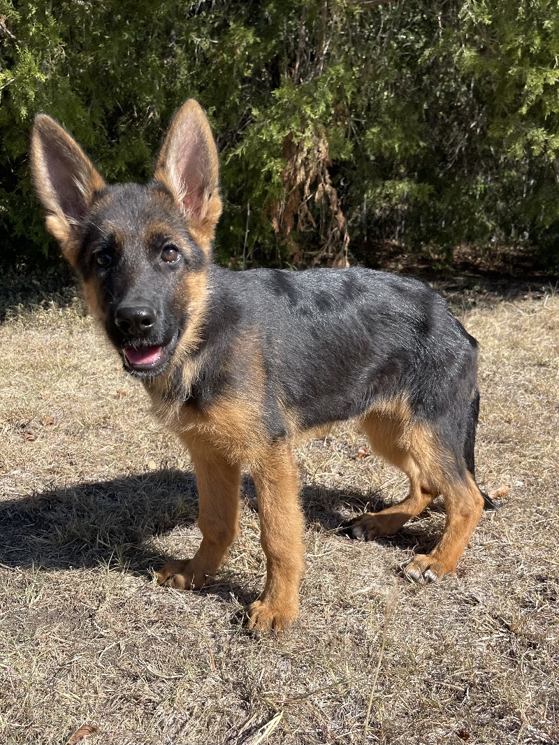 Xorrie vom Nevadahaus | Nevada Haus German Shepherd Puppies