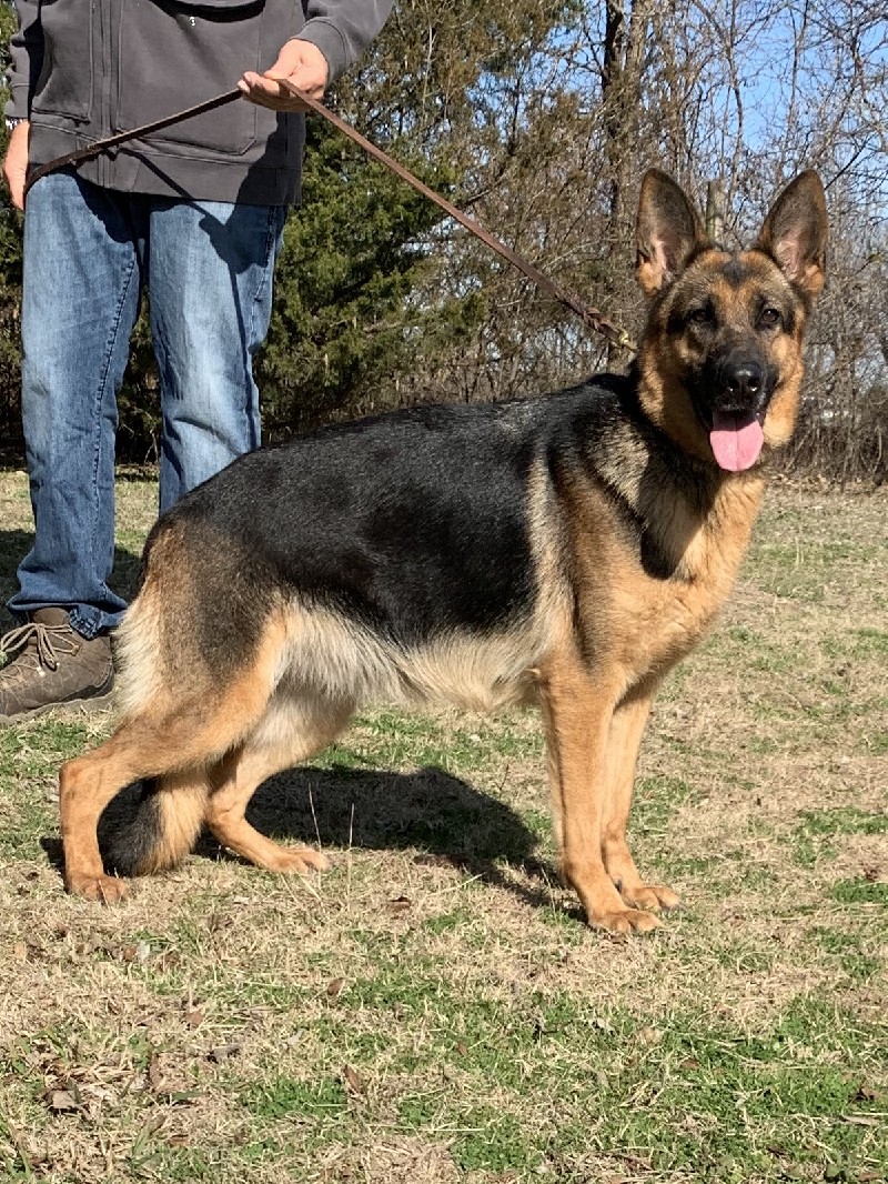 Zelda vom Nevadahaus | German Shepherd Breeding Females