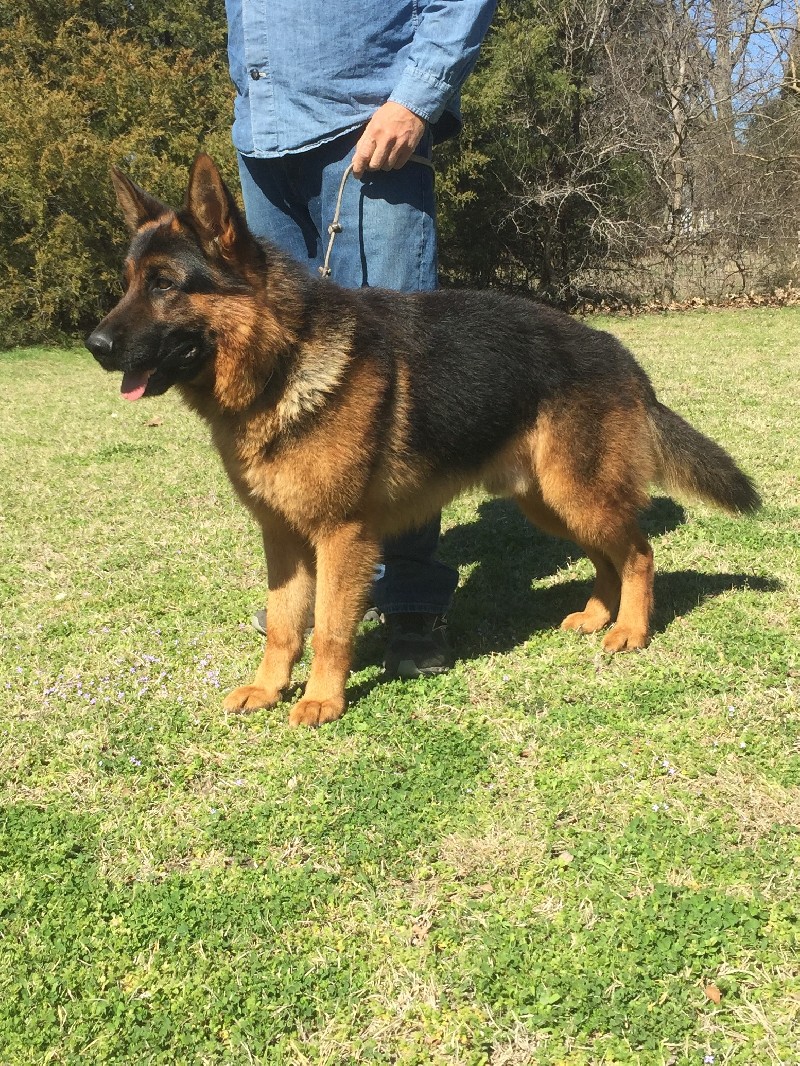 SG1 Caedon vom Nevadahaus | Imported German Shepherd Stud | Nevada Haus