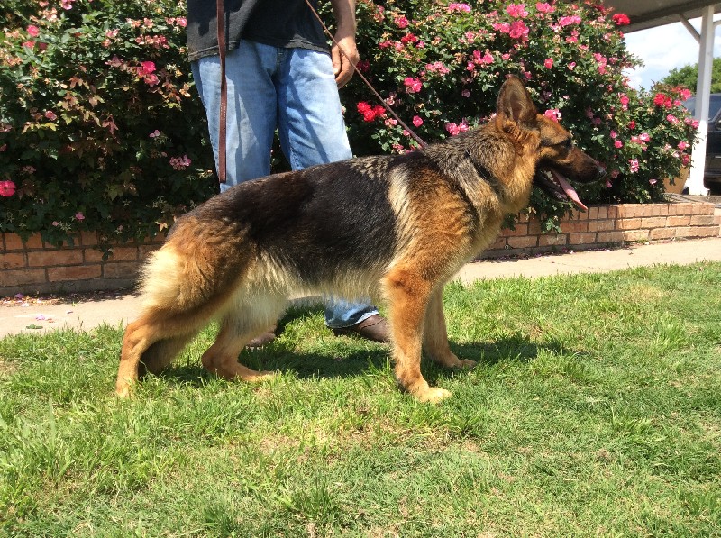 Nina vom Nevadahaus | German Shepherd Breeding Females | Nevada Haus